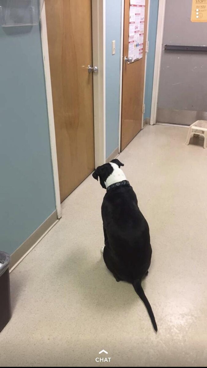 Images Delta Animal Hospital