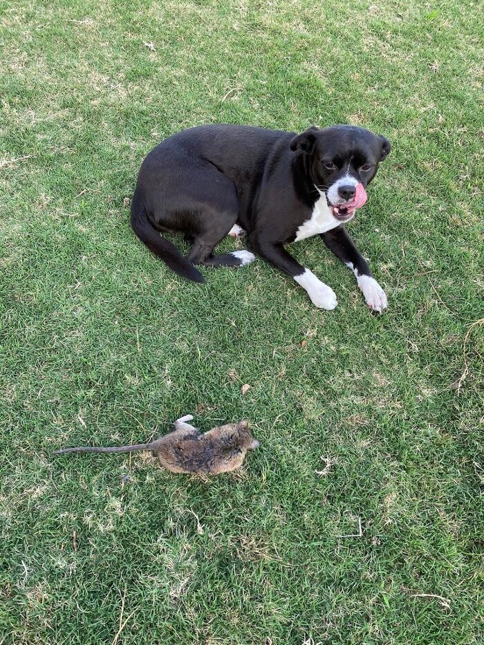 Images Delta Animal Hospital