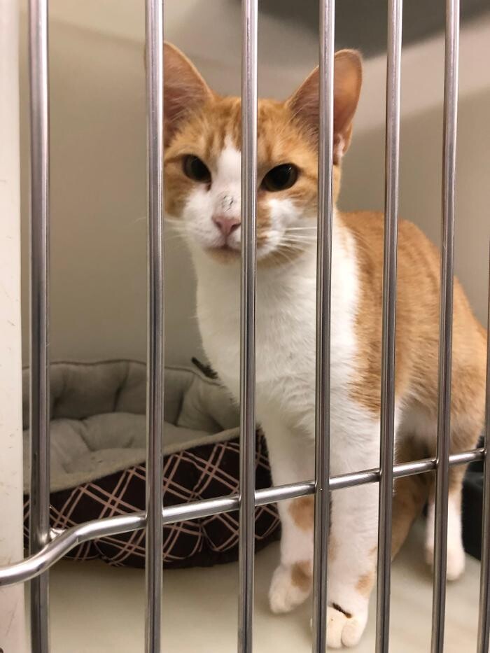 Images Delta Animal Hospital