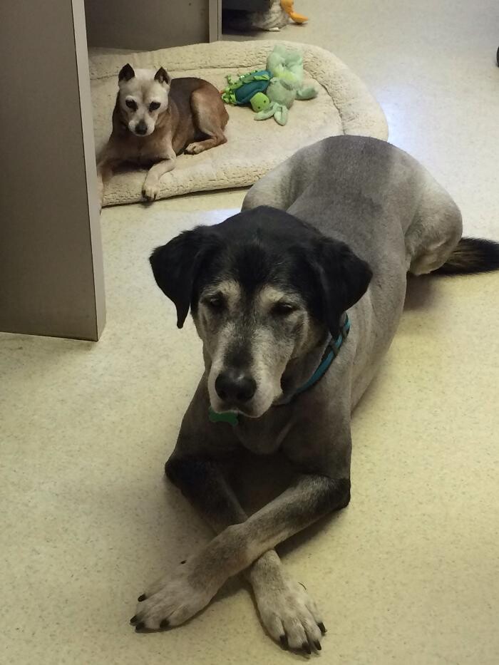 Images Delta Animal Hospital