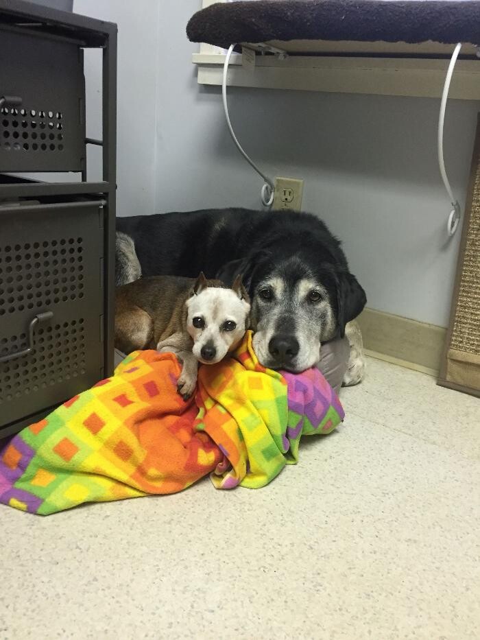 Images Delta Animal Hospital