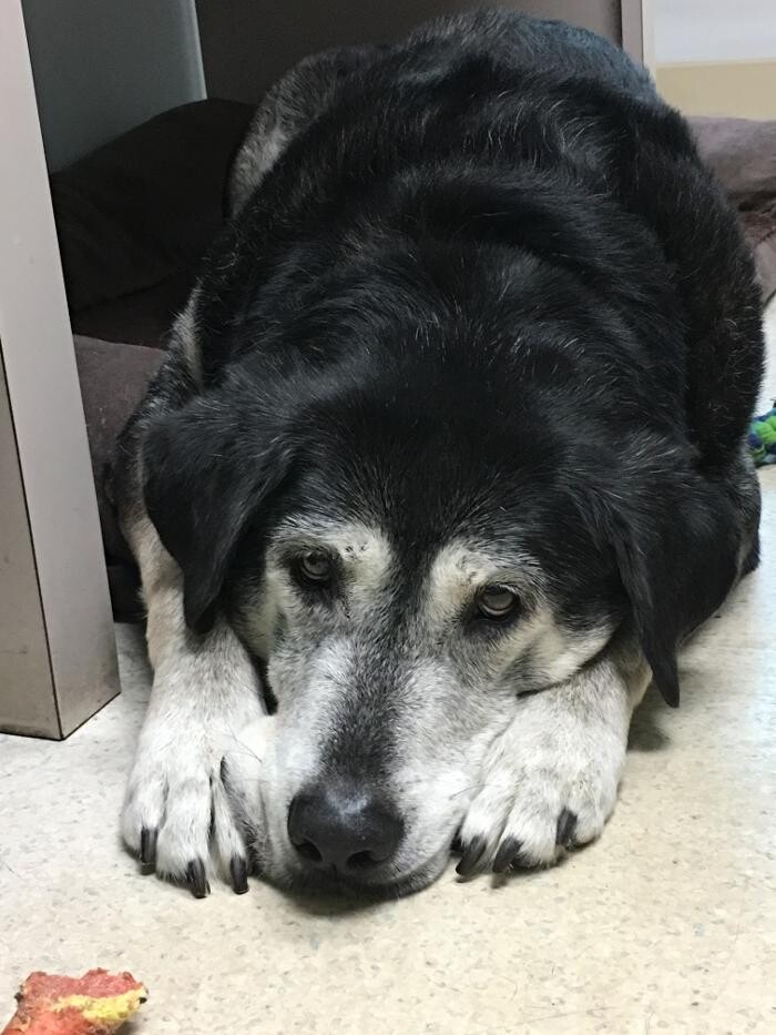 Images Delta Animal Hospital