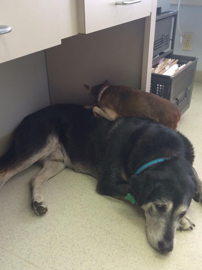 Images Delta Animal Hospital