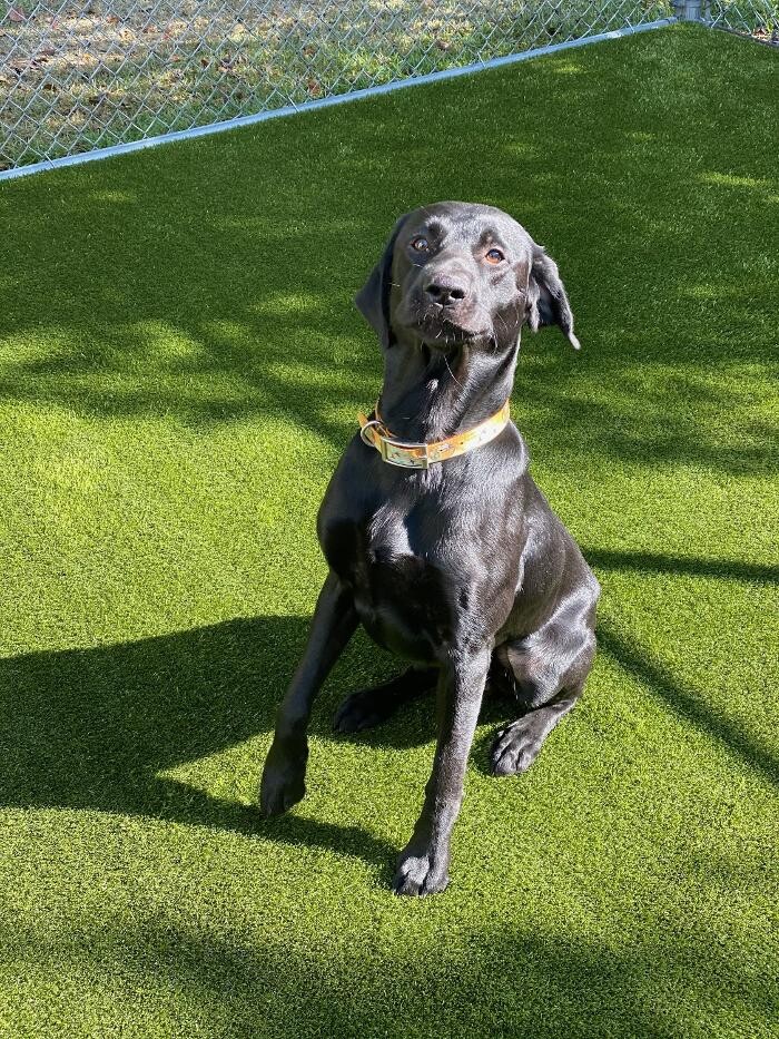 Images Delta Animal Hospital