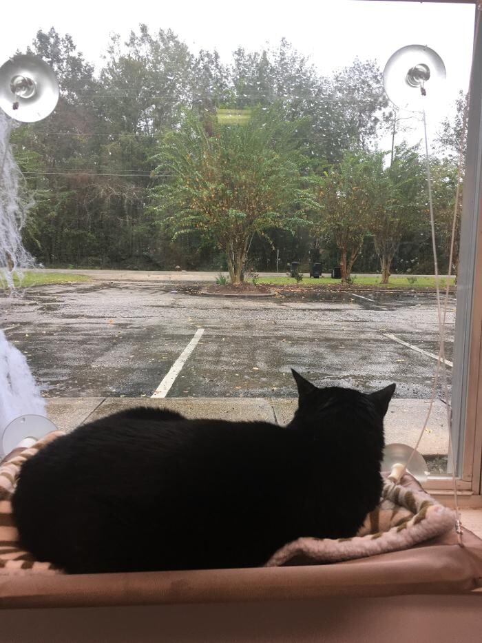 Images Delta Animal Hospital