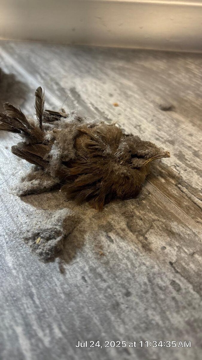 Images Dryer Vent Superheroes of North Phoenix