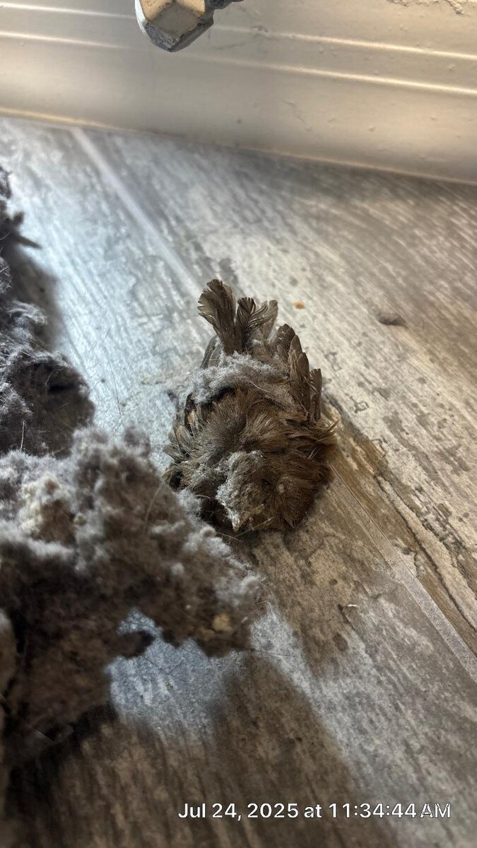 Images Dryer Vent Superheroes of North Phoenix