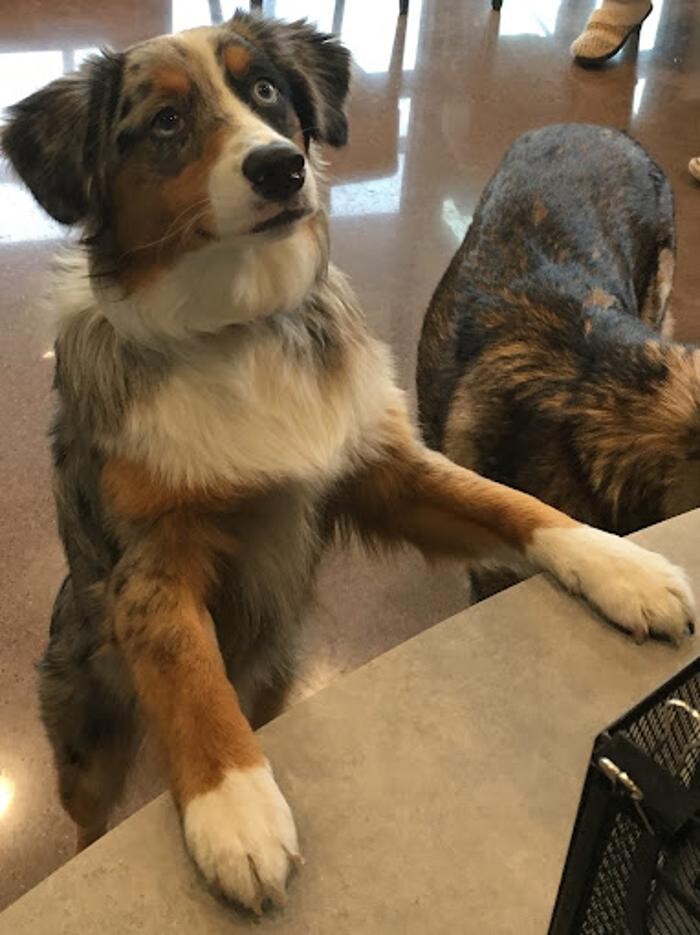 Images Eastown Veterinary Clinic