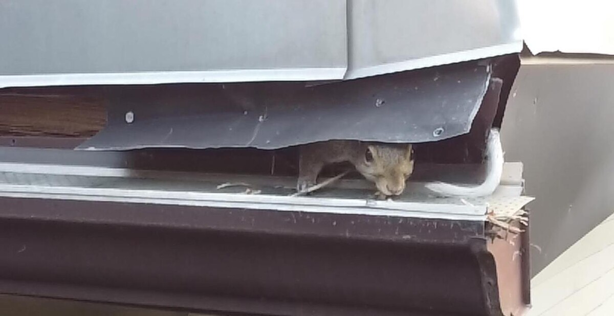 Images Critter Control of Salt Lake City