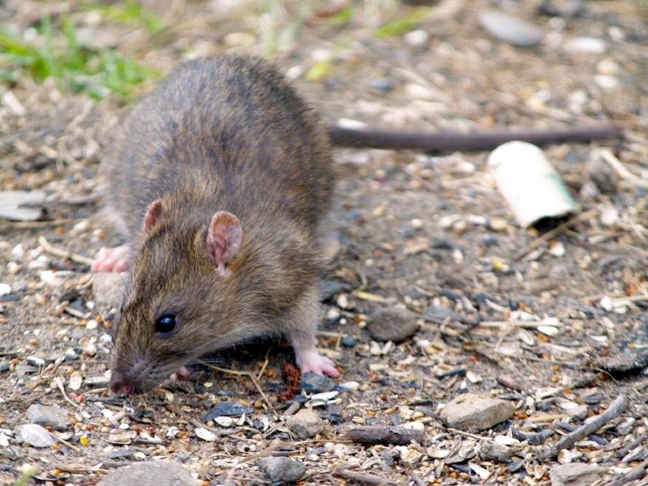 Images Critter Control