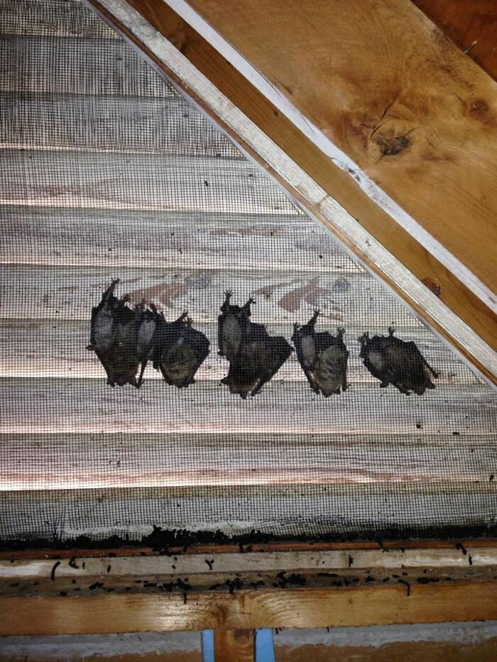 Images Critter Control