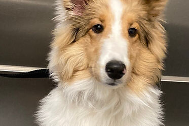 Images That's The Floof