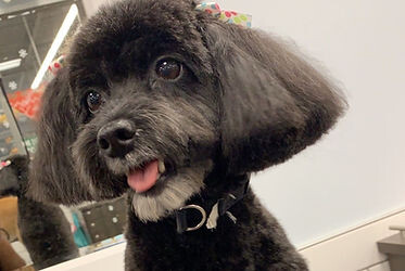 Images That's The Floof
