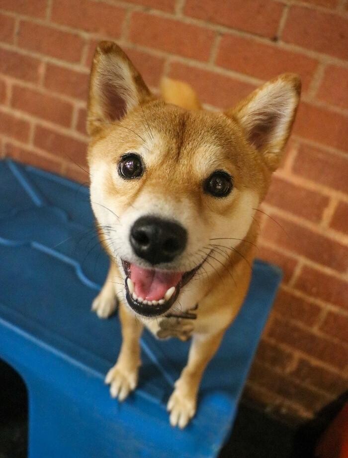 Images Fitdog