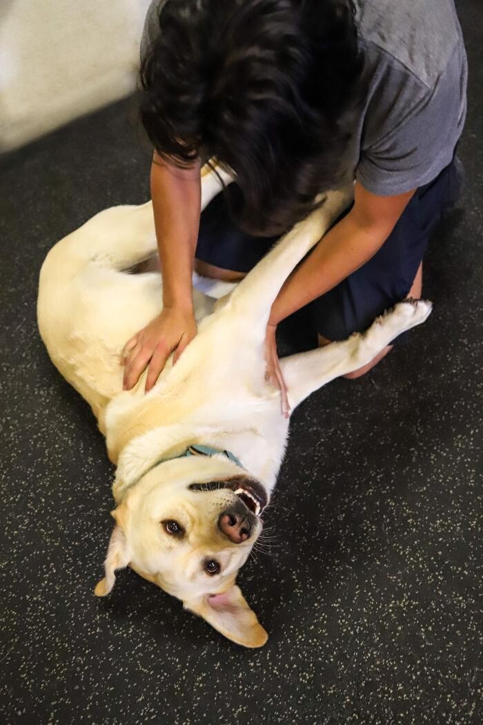 Images Fitdog