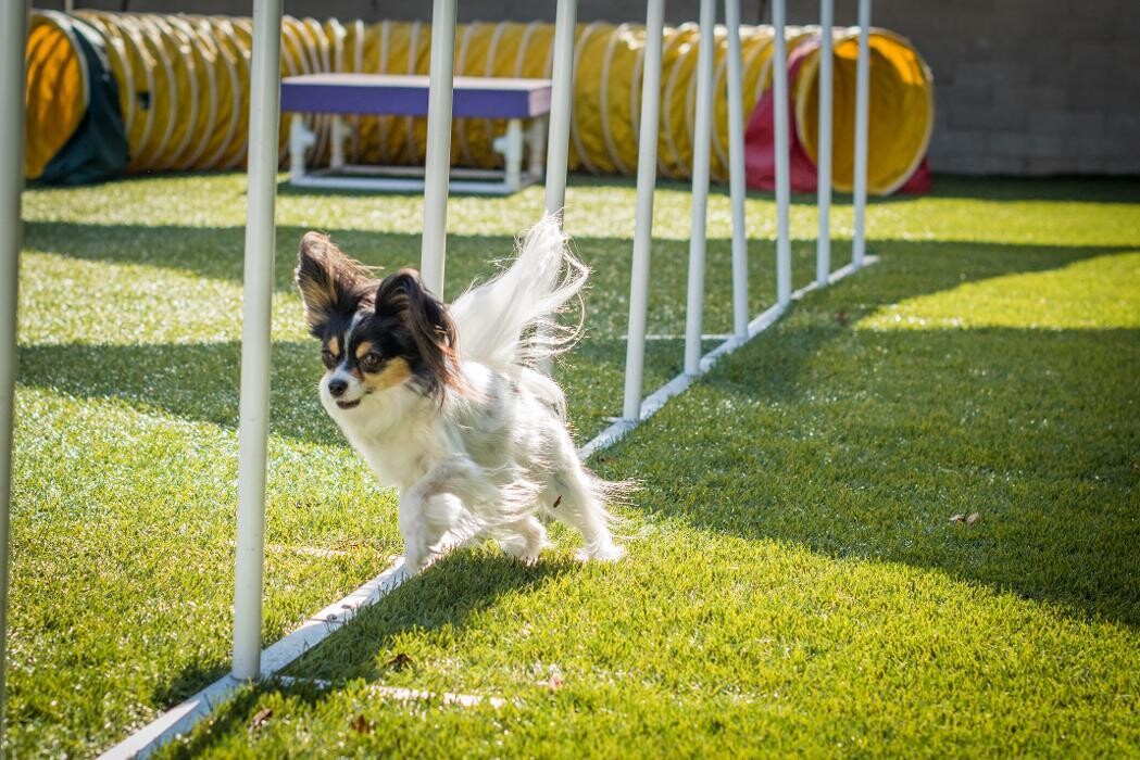 Images Fitdog