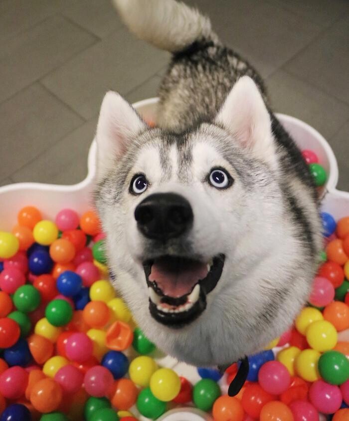 Images Fitdog