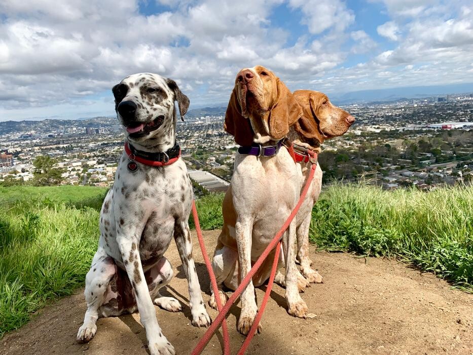 Images Fitdog