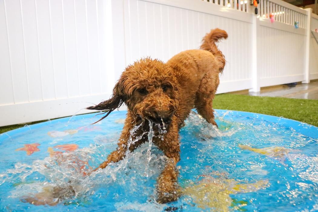 Images Fitdog