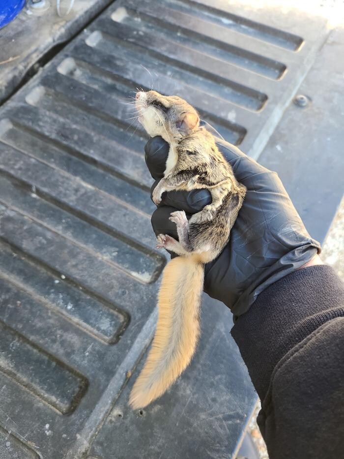 Images Critter Control