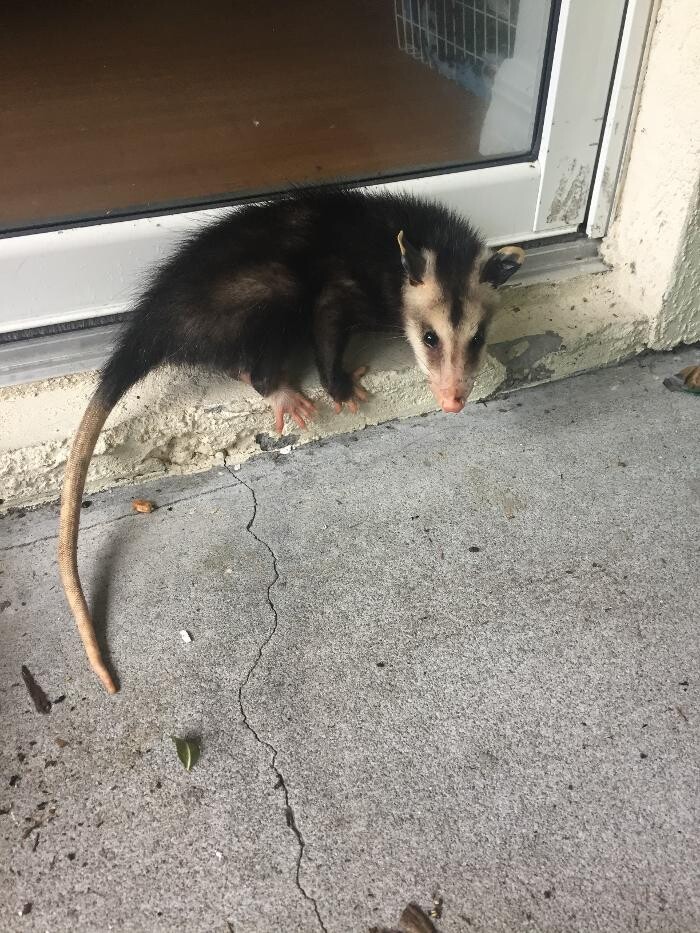 Images Critter Control