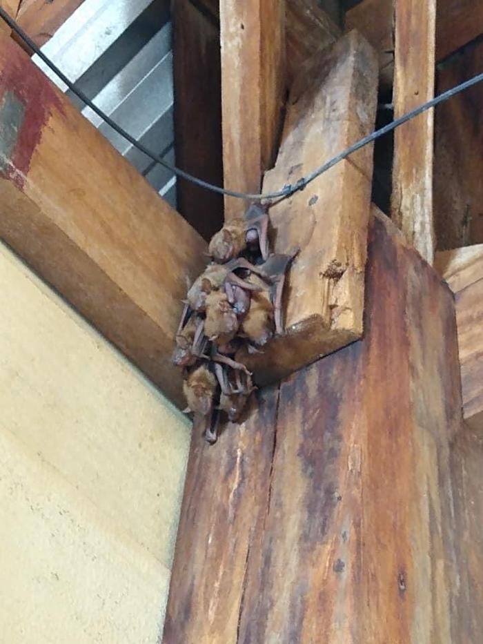 Images Critter Control