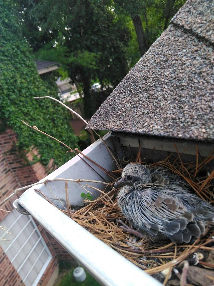 Images Critter Control