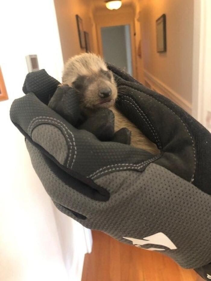 Images Critter Control