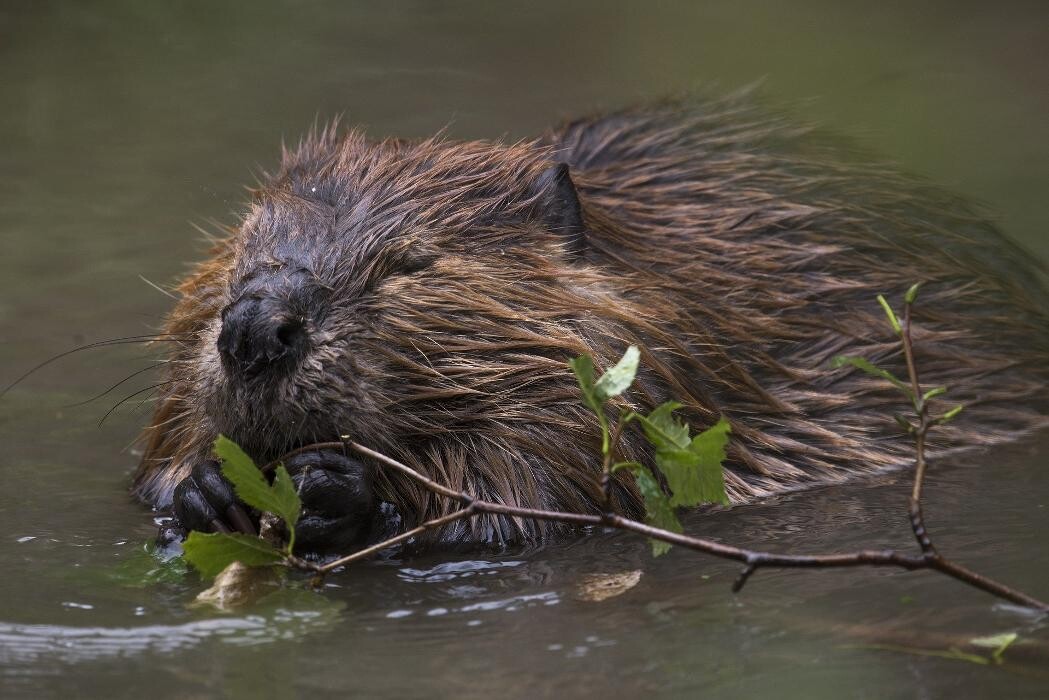 Images Critter Control