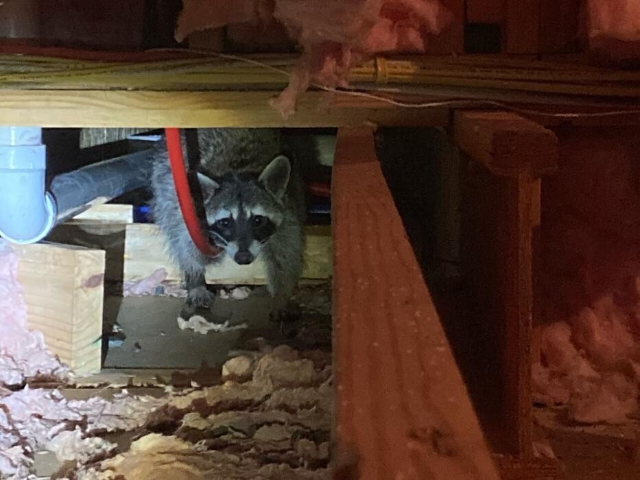 Images Critter Control