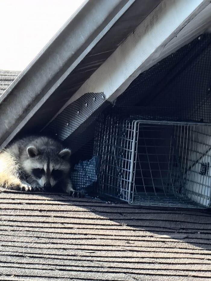 Images Critter Control