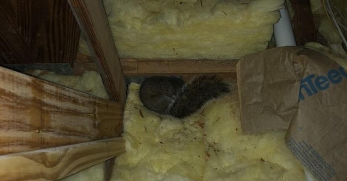 Images Critter Control