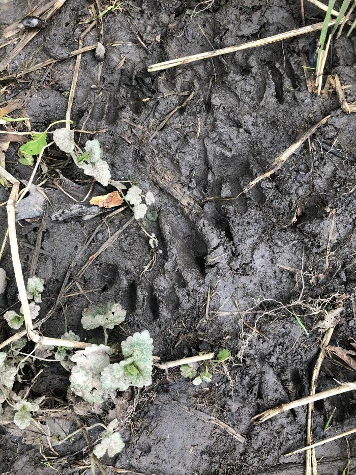 Images Critter Control