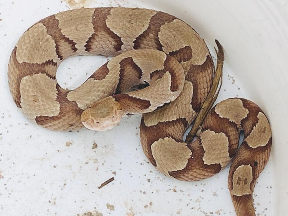 Images Critter Control