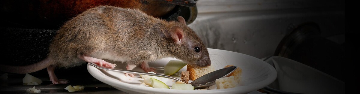 Images Critter Control