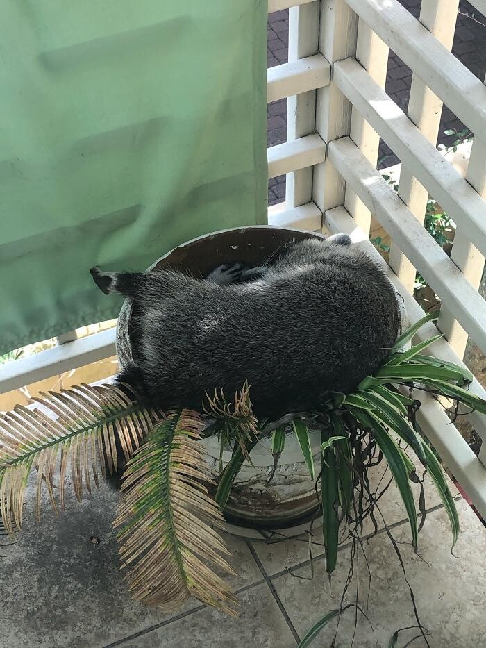 Images Critter Control