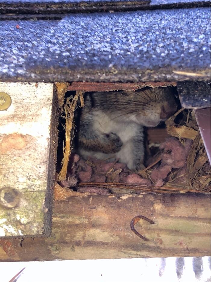 Images Critter Control