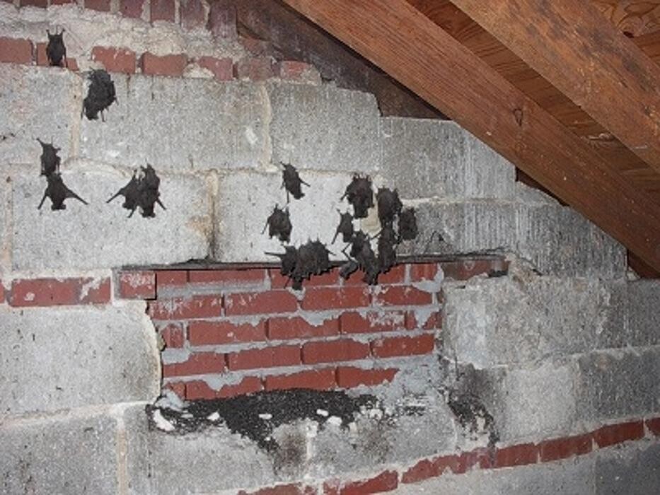 Images Critter Control