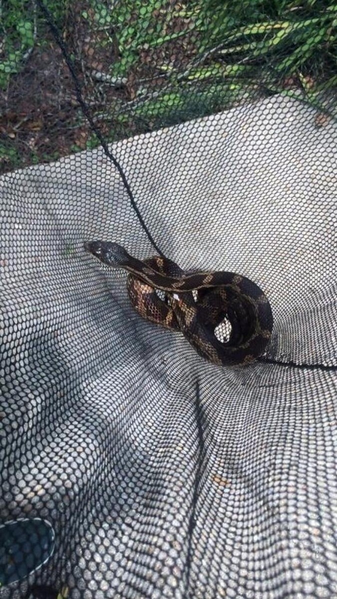 Images Critter Control