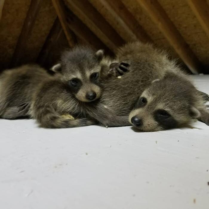 Images Critter Control