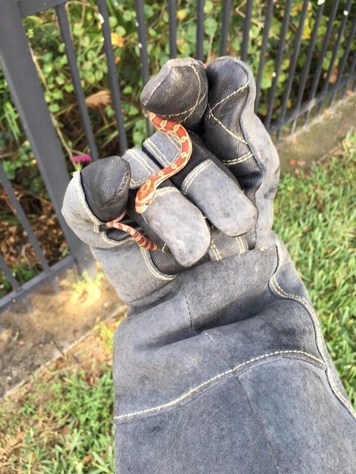 Images Critter Control