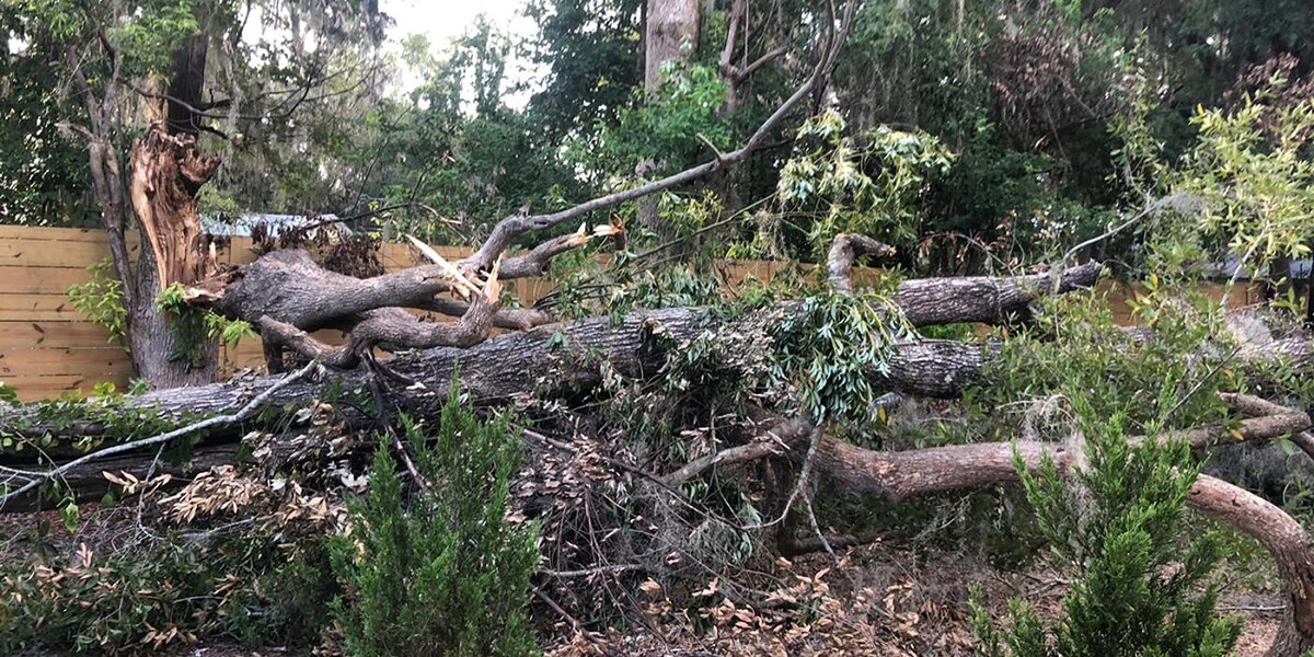 Images Gutierrez & Sons Tree Services and Landscaping