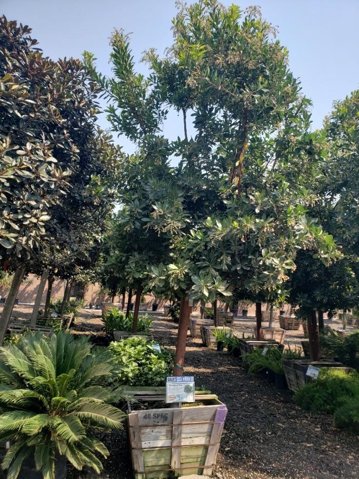 Images Gutierrez & Sons Tree Services and Landscaping
