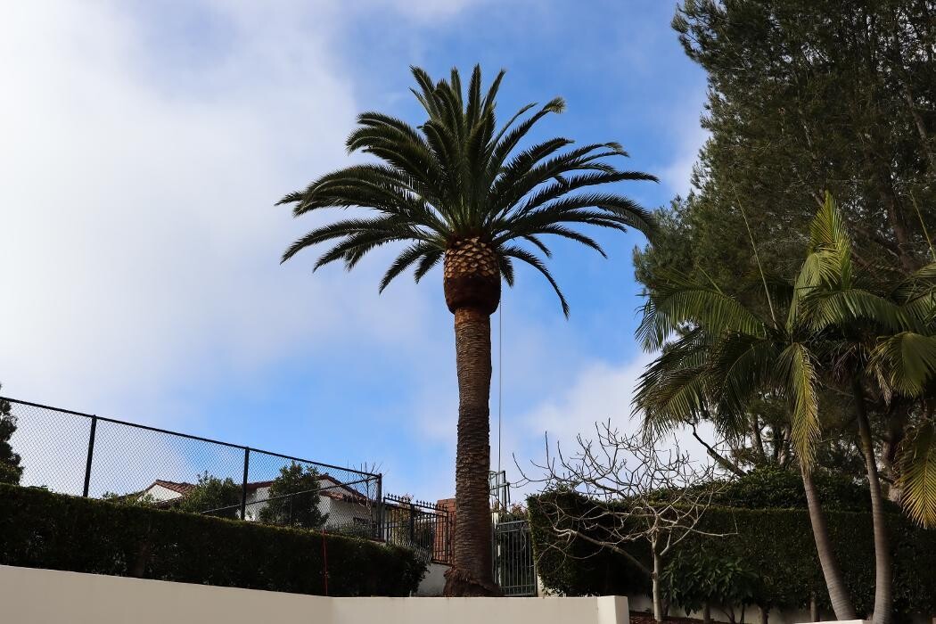 Images Gutierrez & Sons Tree Services and Landscaping