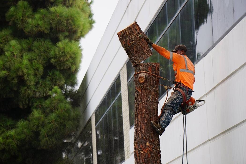 Images Gutierrez & Sons Tree Services and Landscaping
