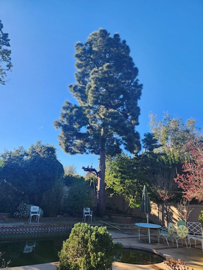 Images Gutierrez & Sons Tree Services and Landscaping