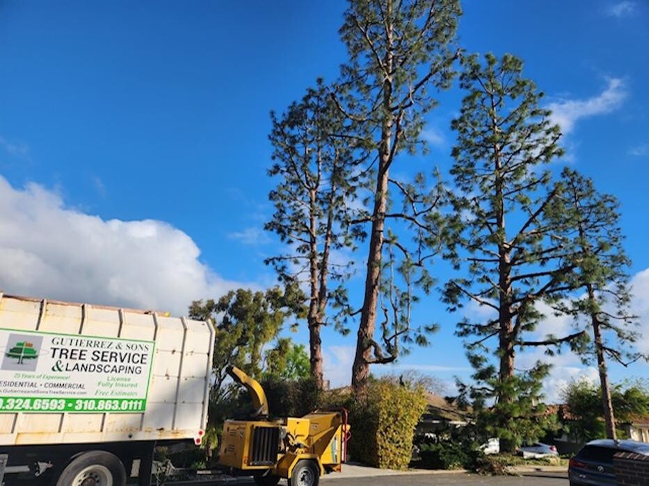 Images Gutierrez & Sons Tree Services and Landscaping