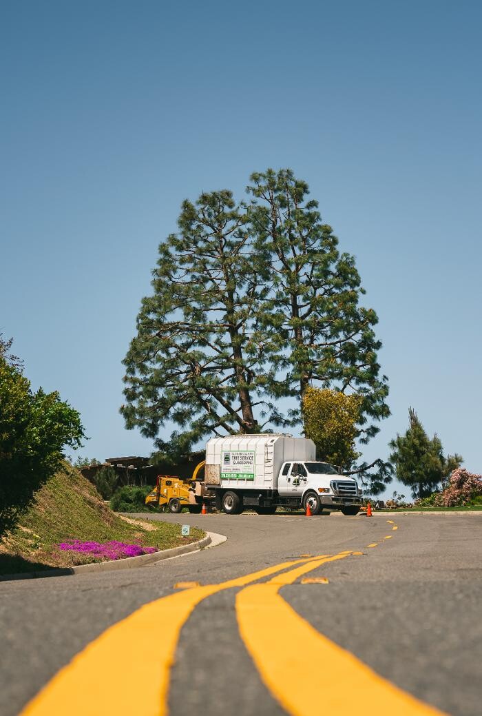 Images Gutierrez & Sons Tree Services and Landscaping