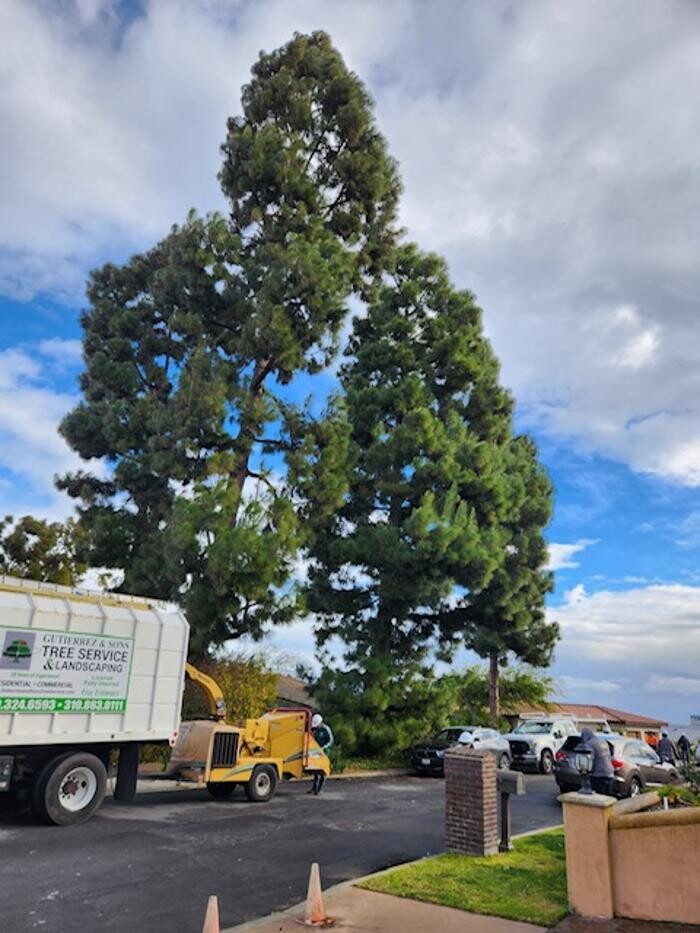 Images Gutierrez & Sons Tree Services and Landscaping