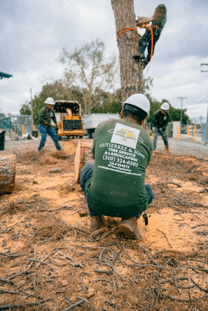 Images Gutierrez & Sons Tree Services and Landscaping